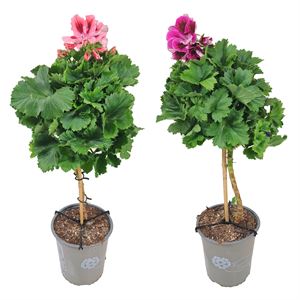 Bild von Kp19 Pelargonium Franse Grandiflorum divers